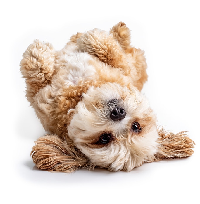 Grid dog walking website design cute dog