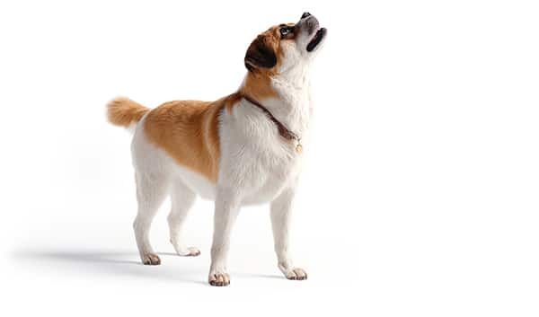 Popular dog walker website designs cute dog